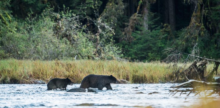 Black bears walking across a river.